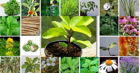 Picture for category Herbal Plant