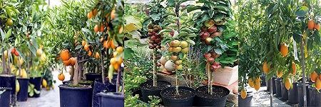 Picture for category Fruit Plant